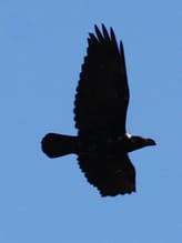 Read more about the article The White Necked Ravens of Camissa
